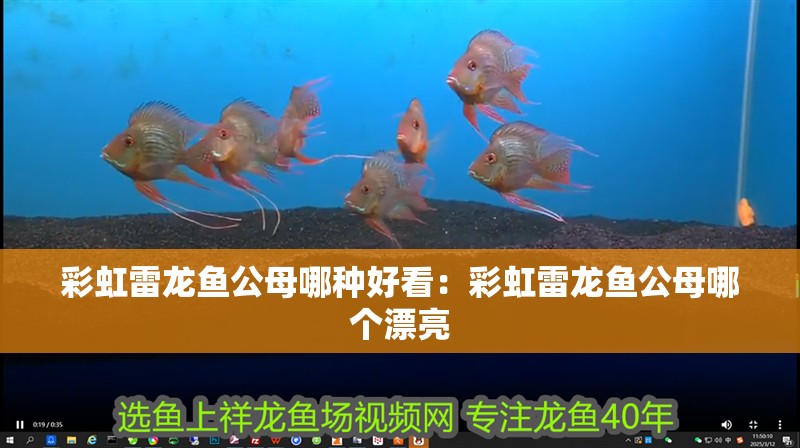 彩虹雷龍魚公母哪種好看:彩虹雷龍魚公母哪個漂亮