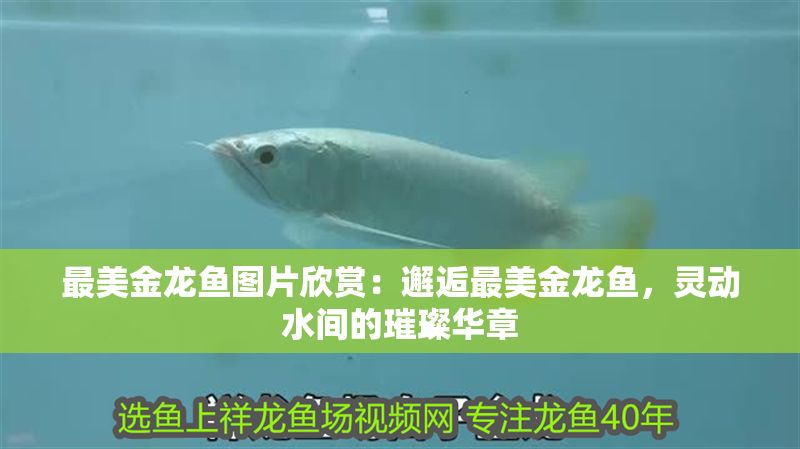 最美金龍魚圖片欣賞：邂逅最美金龍魚，靈動水間的璀璨華章