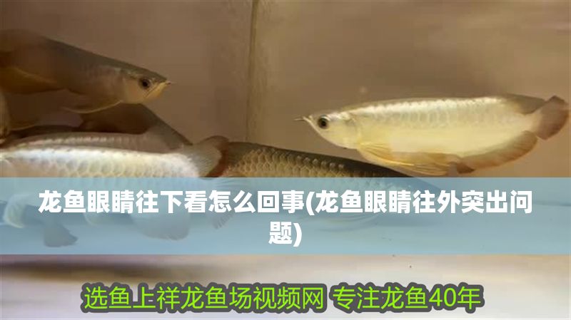 龍魚眼睛往下看怎么回事(龍魚眼睛往外突出問題)