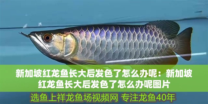 新加坡紅龍魚長大后發色了怎么辦呢：新加坡紅龍魚長大后發色了怎么辦呢圖片