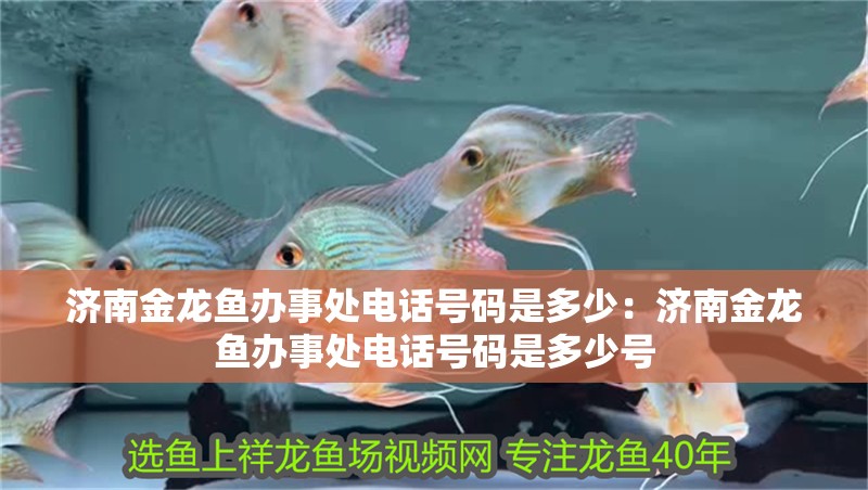 濟南金龍魚辦事處電話號碼是多少：濟南金龍魚辦事處電話號碼是多少號 濟南金龍魚辦事處電話號碼是多少：濟南金龍魚辦事處電話號碼是多少號 水族問答