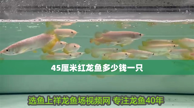 45厘米紅龍魚多少錢一只