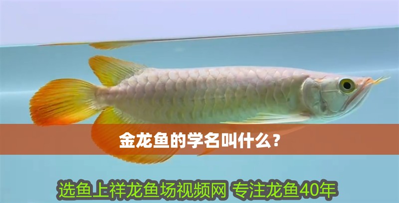 金龍魚的學名叫什么？