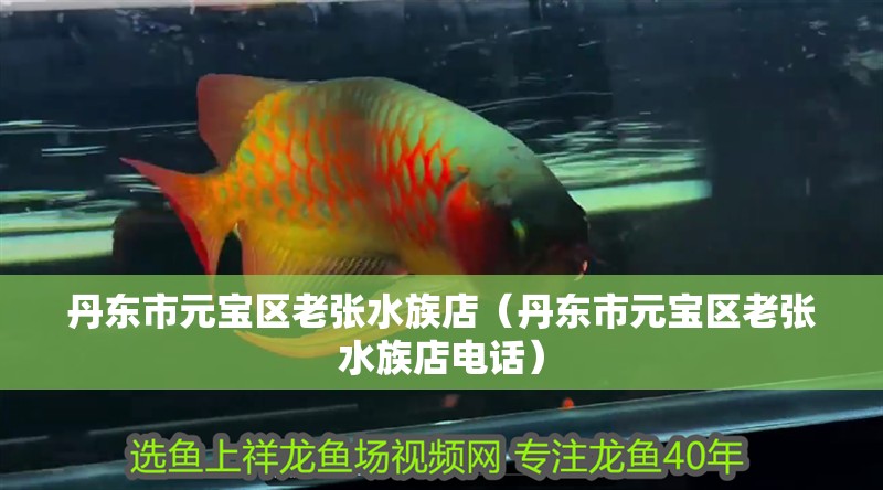 丹東市元寶區老張水族店（丹東市元寶區老張水族店電話）