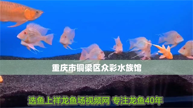重慶市銅梁區眾彩水族館 重慶市銅梁區眾彩水族館 全國水族館企業名錄 第1張