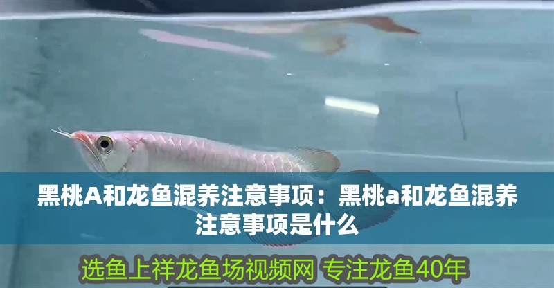黑桃A和龍魚混養注意事項：黑桃a和龍魚混養注意事項是什么