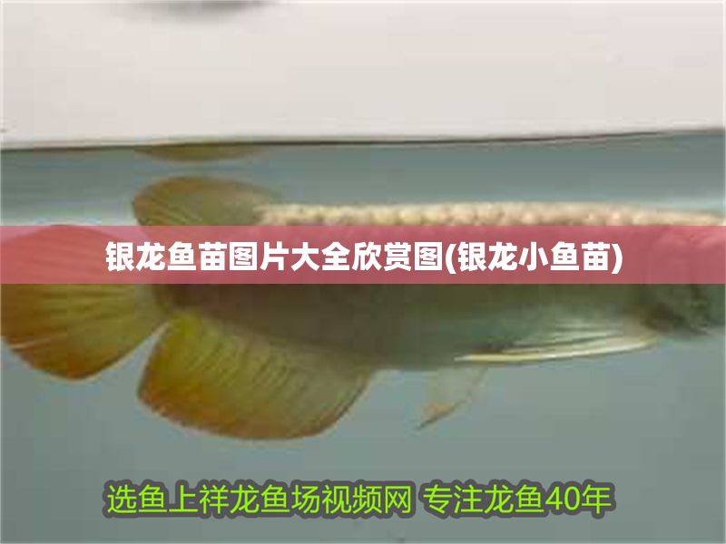 銀龍魚苗圖片大全欣賞圖(銀龍小魚苗)