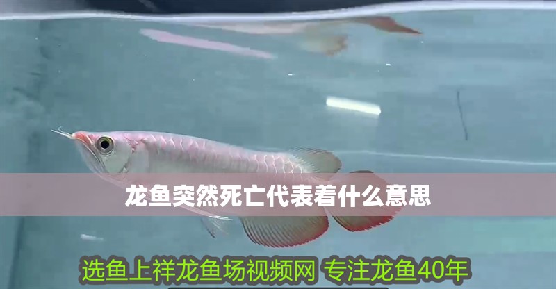 龍魚突然死亡代表著什么意思