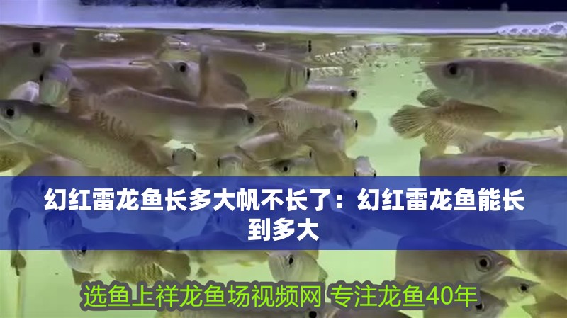 幻紅雷龍魚長多大帆不長了：幻紅雷龍魚能長到多大
