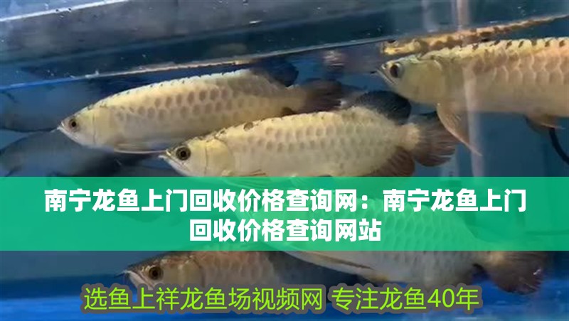 南寧龍魚上門回收價格查詢網：南寧龍魚上門回收價格查詢網站