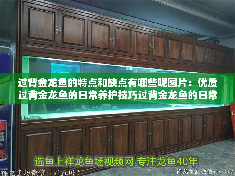 過背金龍魚的特點和缺點有哪些呢圖片：優質過背金龍魚的日常養護技巧過背金龍魚的日常養護技巧