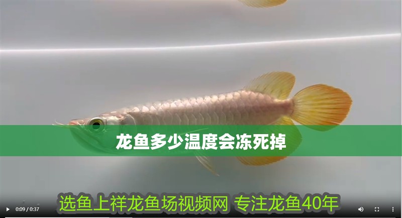龍魚多少溫度會凍死掉