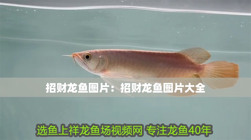 招財龍魚圖片：招財龍魚圖片大全
