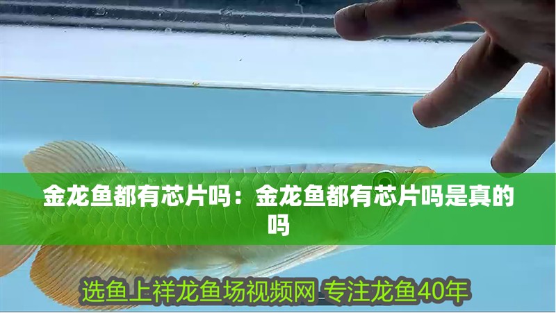 金龍魚都有芯片嗎：金龍魚都有芯片嗎是真的嗎