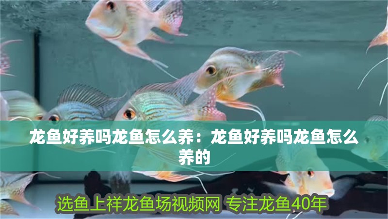 龍魚好養(yǎng)嗎龍魚怎么養(yǎng):龍魚好養(yǎng)嗎龍魚怎么養(yǎng)的 水族問答 龍魚好養(yǎng)嗎龍魚怎么養(yǎng):龍魚好養(yǎng)嗎龍魚怎么養(yǎng)的 龍魚好養(yǎng)嗎龍魚怎么養(yǎng):龍魚好養(yǎng)嗎龍魚怎么養(yǎng)的 水族問答