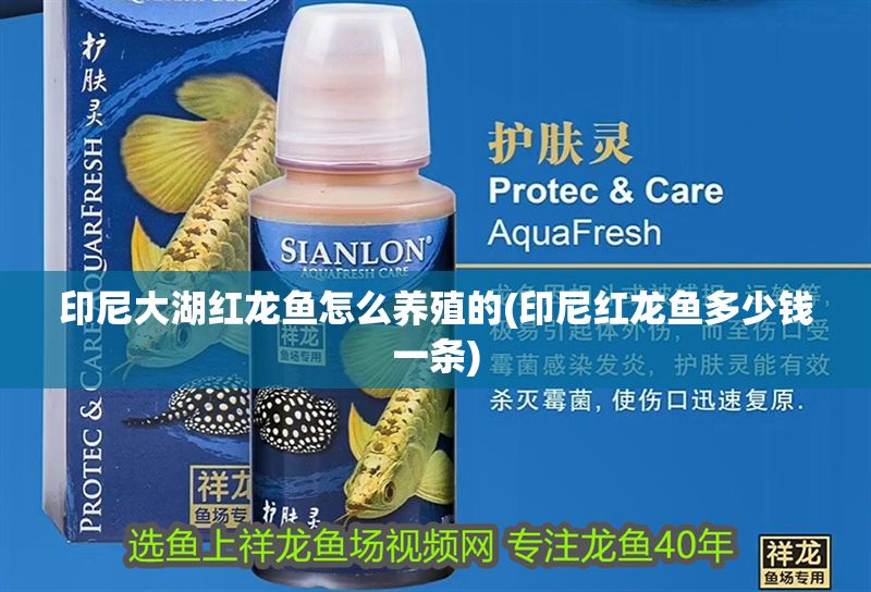 印尼大湖紅龍魚怎么養殖的(印尼紅龍魚多少錢一條)