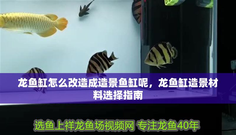 龍魚缸怎么改造成造景魚缸呢，龍魚缸造景材料選擇指南