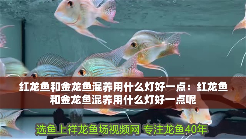 紅龍魚(yú)和金龍魚(yú)混養(yǎng)用什么燈好一點(diǎn)：紅龍魚(yú)和金龍魚(yú)混養(yǎng)用什么燈好一點(diǎn)呢 紅龍魚(yú)和金龍魚(yú)混養(yǎng)用什么燈好一點(diǎn)：紅龍魚(yú)和金龍魚(yú)混養(yǎng)用什么燈好一點(diǎn)呢 水族問(wèn)答