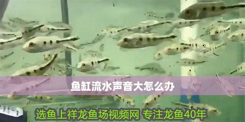 魚缸流水聲音大怎么辦 魚缸流水聲音大怎么辦 龍魚百科 第1張