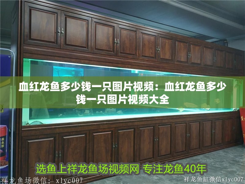 血紅龍魚多少錢一只圖片視頻：血紅龍魚多少錢一只圖片視頻大全