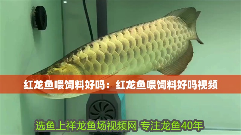 紅龍魚喂飼料好嗎：紅龍魚喂飼料好嗎視頻