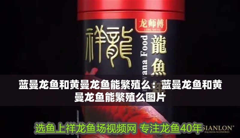藍(lán)曼龍魚和黃曼龍魚能繁殖么：藍(lán)曼龍魚和黃曼龍魚能繁殖么圖片