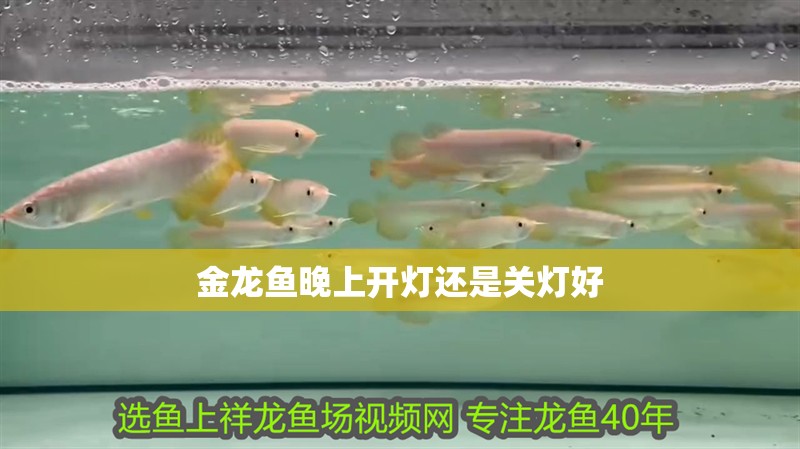 金龍魚晚上開燈還是關燈好
