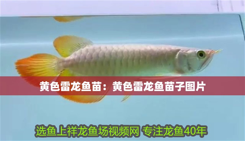 黃色雷龍魚苗：黃色雷龍魚苗子圖片 黃色雷龍魚苗：黃色雷龍魚苗子圖片 水族問答