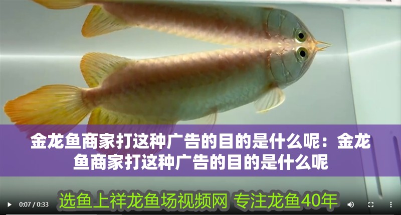 金龍魚商家打這種廣告的目的是什么呢：金龍魚商家打這種廣告的目的是什么呢 金龍魚商家打這種廣告的目的是什么呢：金龍魚商家打這種廣告的目的是什么呢 水族問答