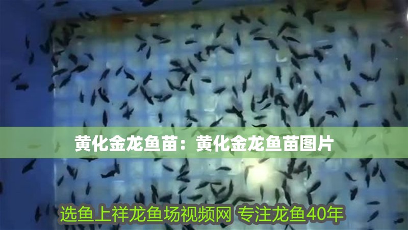 黃化金龍魚苗：黃化金龍魚苗圖片