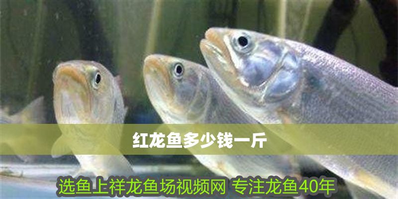 紅龍魚多少錢一斤
