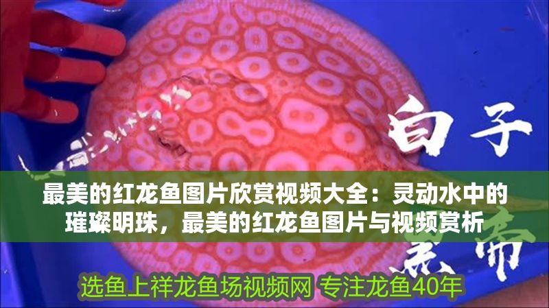 最美的紅龍魚圖片欣賞視頻大全：靈動水中的璀璨明珠，最美的紅龍魚圖片與視頻賞析