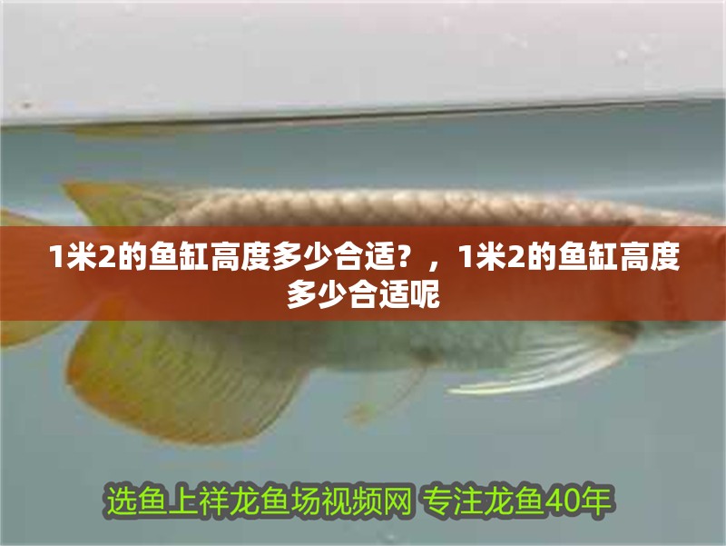 1米2的魚缸高度多少合適？，1米2的魚缸高度多少合適呢