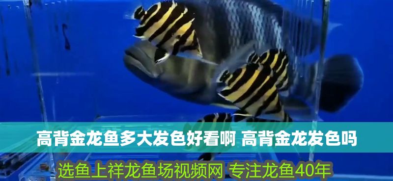 高背金龍魚多大發色好看啊 高背金龍發色嗎