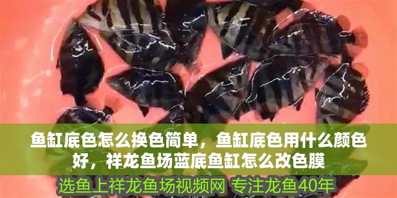 魚缸底色怎么換色簡單，魚缸底色用什么顏色好，祥龍魚場藍底魚缸怎么改色膜