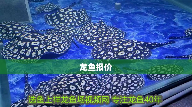龍魚報價 龍魚報價 龍魚百科 第2張