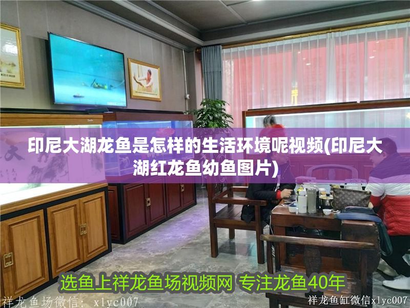 印尼大湖龍魚是怎樣的生活環境呢視頻(印尼大湖紅龍魚幼魚圖片)