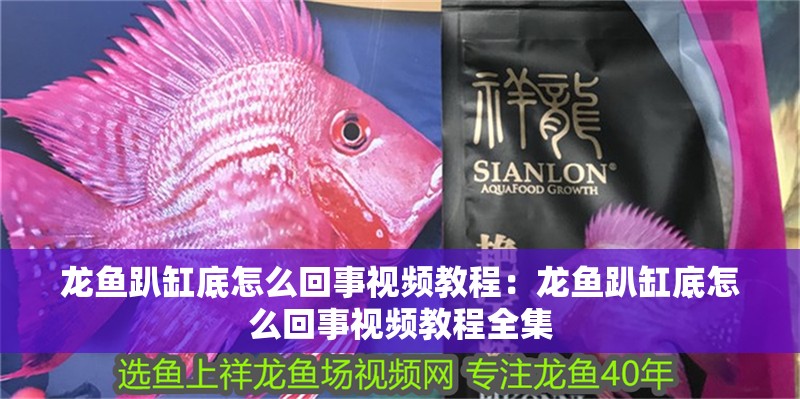 龍魚趴缸底怎么回事視頻教程：龍魚趴缸底怎么回事視頻教程全集 龍魚趴缸底怎么回事視頻教程：龍魚趴缸底怎么回事視頻教程全集 水族問答