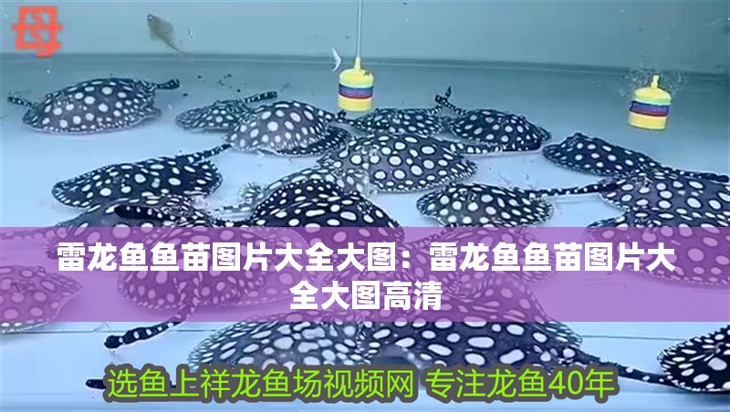 雷龍魚魚苗圖片大全大圖：雷龍魚魚苗圖片大全大圖高清 雷龍魚魚苗圖片大全大圖：雷龍魚魚苗圖片大全大圖高清 水族問答