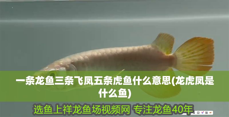 一條龍魚三條飛鳳五條虎魚什么意思(龍虎鳳是什么魚) 虎魚百科 第1張 一條龍魚三條飛鳳五條虎魚什么意思(龍虎鳳是什么魚) 一條龍魚三條飛鳳五條虎魚什么意思(龍虎鳳是什么魚) 虎魚百科 第1張