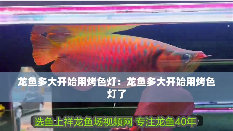 龍魚多大開始用烤色燈：龍魚多大開始用烤色燈了 龍魚多大開始用烤色燈：龍魚多大開始用烤色燈了 水族問答