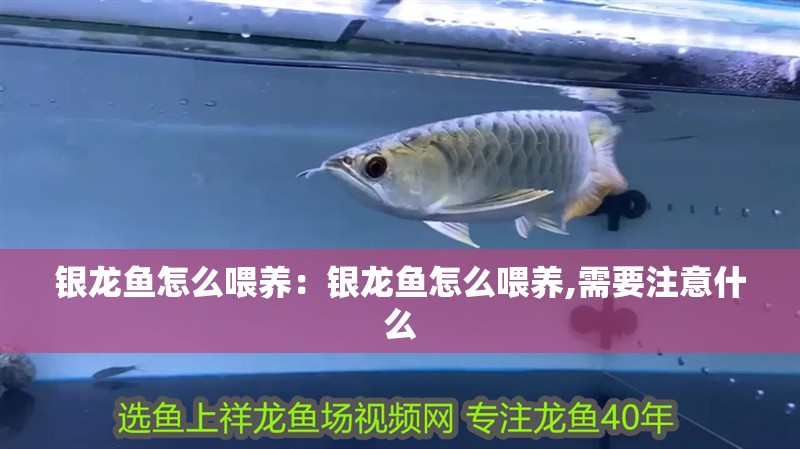 銀龍魚怎么喂養(yǎng)：銀龍魚怎么喂養(yǎng),需要注意什么