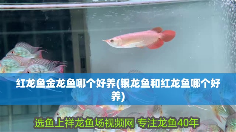 紅龍魚金龍魚哪個好養(銀龍魚和紅龍魚哪個好養)