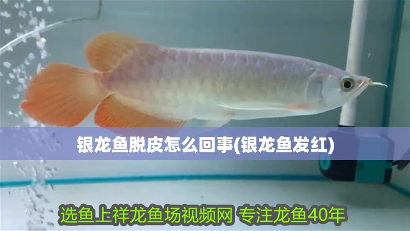 銀龍魚脫皮怎么回事(銀龍魚發(fā)紅)
