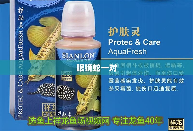 眼鏡蛇一對 眼鏡蛇一對 黃金貓魚百科 第2張