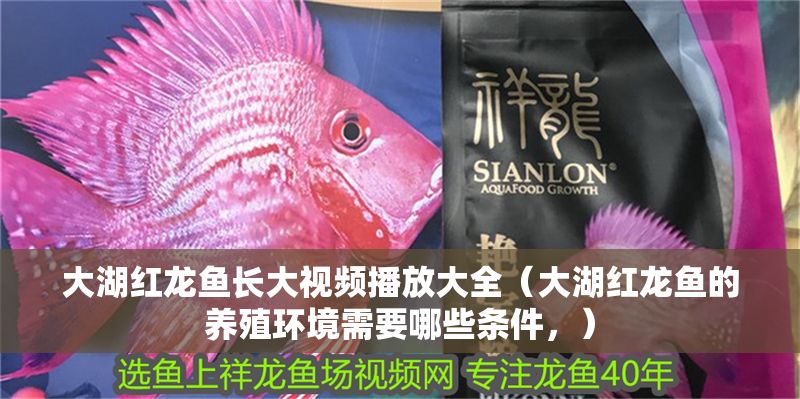 大湖紅龍魚長大視頻播放大全（大湖紅龍魚的養(yǎng)殖環(huán)境需要哪些條件，） 大湖紅龍魚長大視頻播放大全（大湖紅龍魚的養(yǎng)殖環(huán)境需要哪些條件，） 大湖紅龍魚百科 第1張