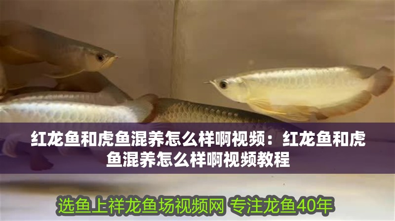 紅龍魚和虎魚混養怎么樣啊視頻：紅龍魚和虎魚混養怎么樣啊視頻教程