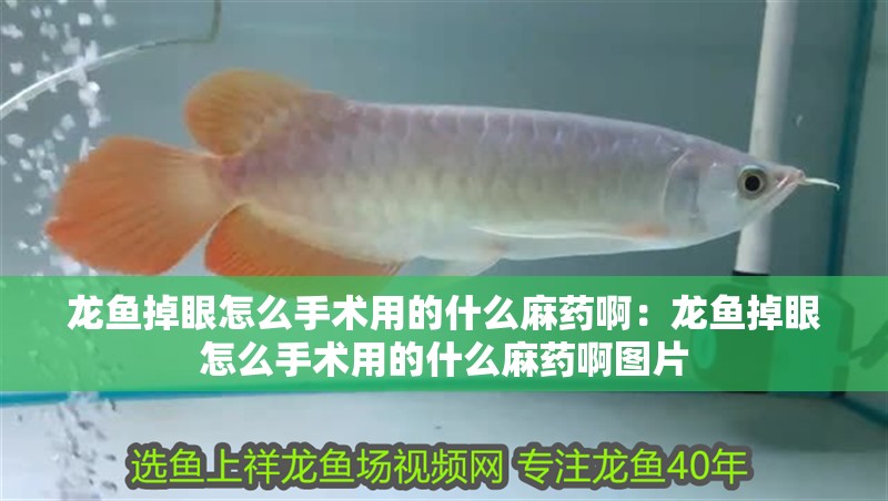 龍魚掉眼怎么手術(shù)用的什么麻藥啊：龍魚掉眼怎么手術(shù)用的什么麻藥啊圖片