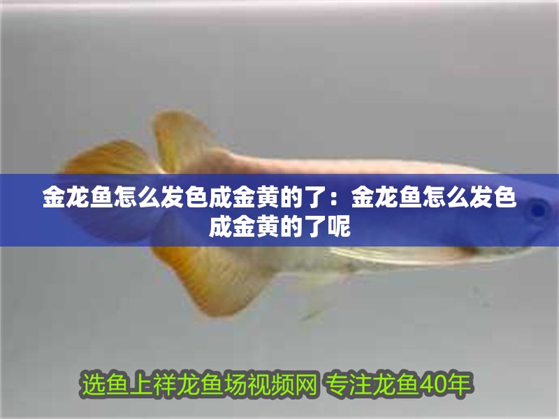 金龍魚怎么發(fā)色成金黃的了：金龍魚怎么發(fā)色成金黃的了呢