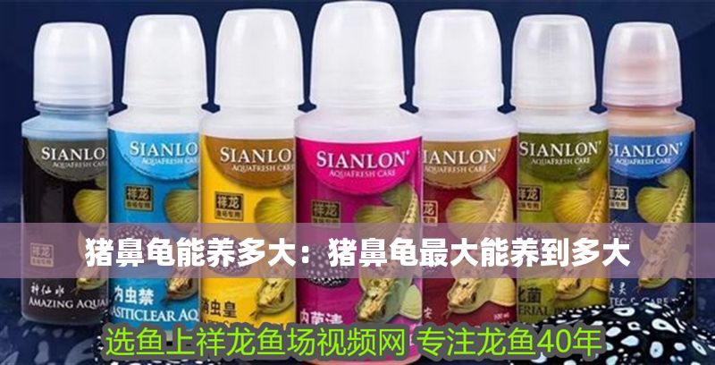 豬鼻龜能養多大：豬鼻龜最大能養到多大